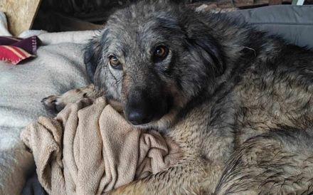 Flauschige Enya sucht ihre Menschen