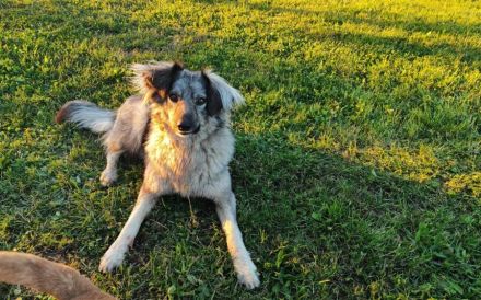 Flauschige Enya sucht ihre Menschen