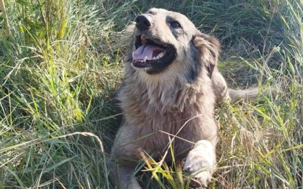 Flauschige Enya sucht ihre Menschen