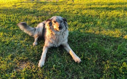 Flauschige Enya sucht ihre Menschen