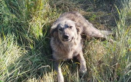 Flauschige Enya sucht ihre Menschen