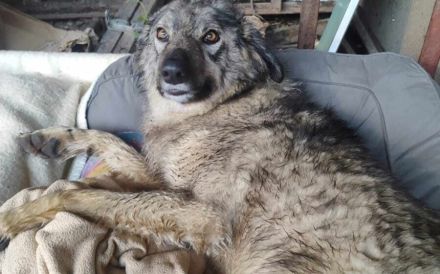 Flauschige Enya sucht ihre Menschen