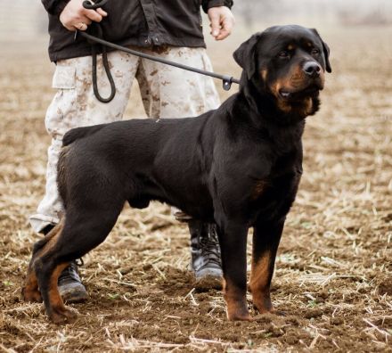 Raul, toller Naturbursche sehnt sich nach Eurer Nähe