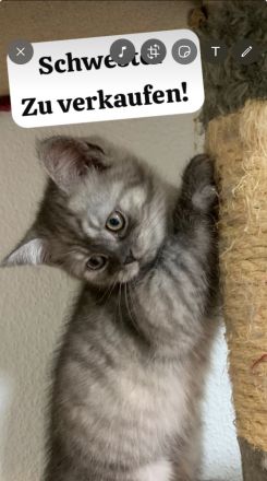 BKH Kitte mit Bringservice