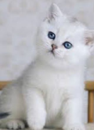 BKH Kitte mit Bringservice