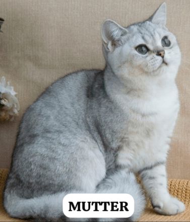 BKH Kitte mit Bringservice