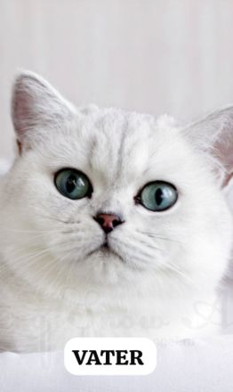 BKH Kitte mit Bringservice