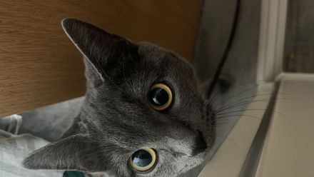 Kleine Engelsseele sucht neues liebevolles Zuhause - BKH Katze