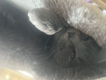 Kleine Engelsseele sucht neues liebevolles Zuhause - BKH Katze