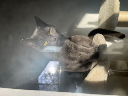 Kleine Engelsseele sucht neues liebevolles Zuhause - BKH Katze