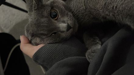 Kleine Engelsseele sucht neues liebevolles Zuhause - BKH Katze