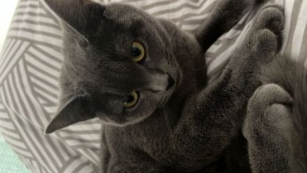 Kleine Engelsseele sucht neues liebevolles Zuhause - BKH Katze