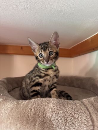 Bengal mädchen mit XXLRosetten