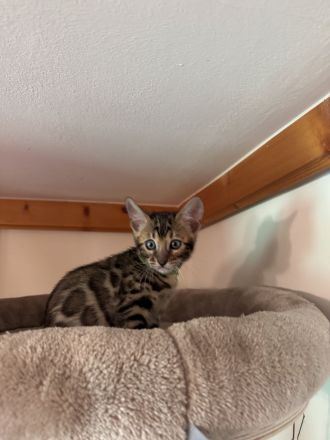 Bengal mädchen mit XXLRosetten