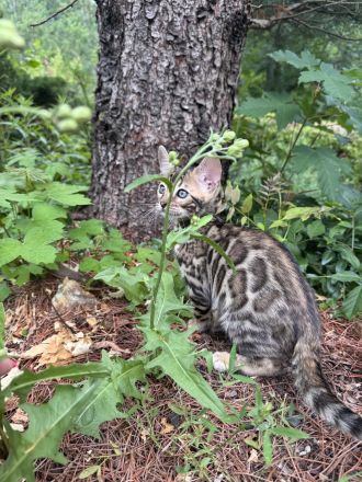 Bengal mädchen mit XXLRosetten