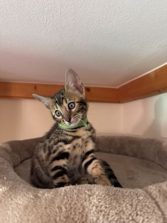 Bengal mädchen mit XXLRosetten