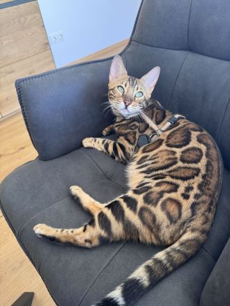 Bengal mädchen mit XXLRosetten