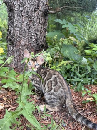 Bengal mädchen mit XXLRosetten