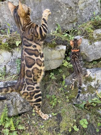 Bengal mädchen mit XXLRosetten