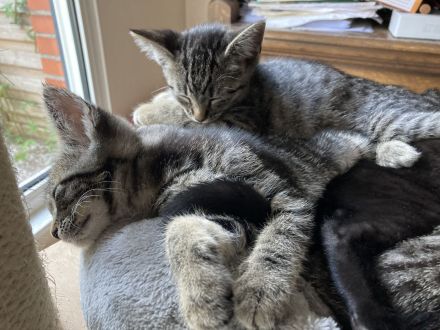 EKH / BKH Kitten Kätzchen abzugeben