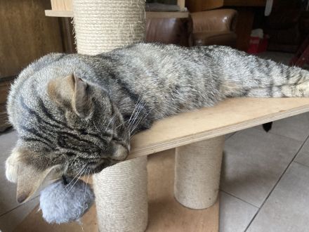 EKH / BKH Kitten Kätzchen abzugeben