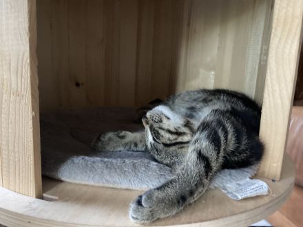 EKH / BKH Kitten Kätzchen abzugeben