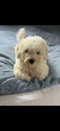 Wunderschöne Bichon Frisé Welpen