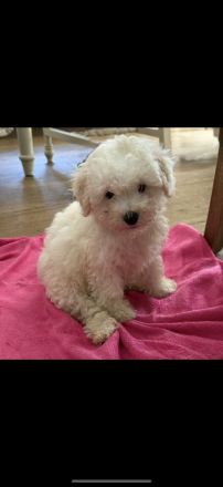 Wunderschöne Bichon Frisé Welpen
