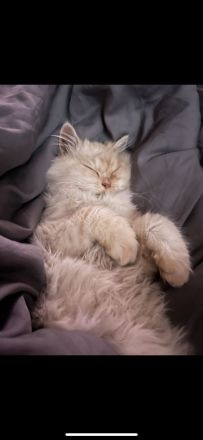 Ragdoll-Perser Edelmix Kitten