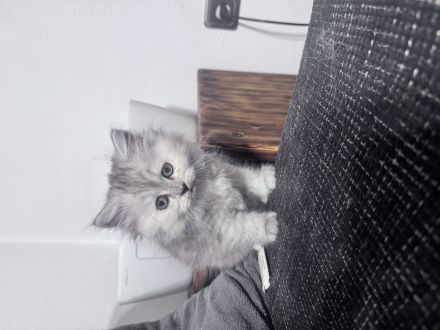 Ragdoll-Perser Edelmix Kitten