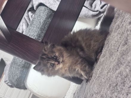 Ragdoll-Perser Edelmix Kitten