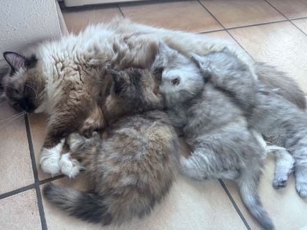 Ragdoll-Perser Edelmix Kitten