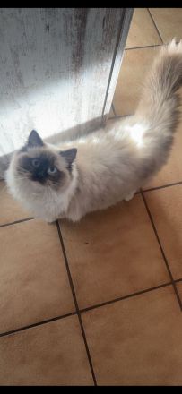 Ragdoll-Perser Edelmix Kitten