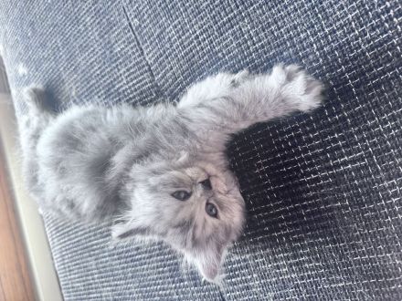 Ragdoll-Perser Edelmix Kitten