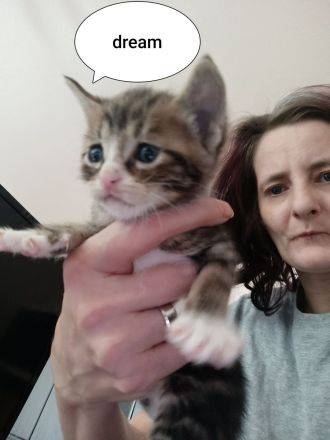 6 BKH Katzenbabys w und m