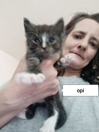 6 BKH Katzenbabys w und m