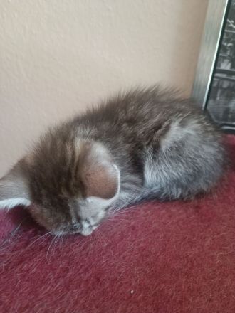 6 BKH Katzenbabys w und m