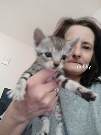 6 BKH Katzenbabys w und m