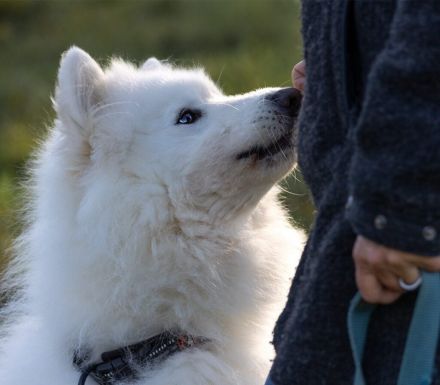 Über Balou – altes Spiel – neues Glück…