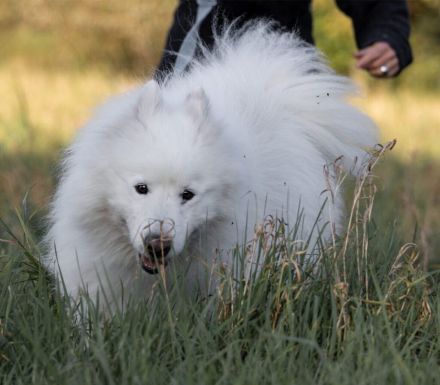 Über Balou – altes Spiel – neues Glück…