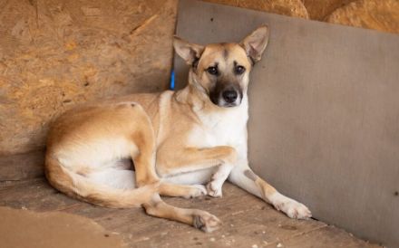 Fira träumt vom Ankommen - gibst du ihr eine Chance auf ein neues Leben?