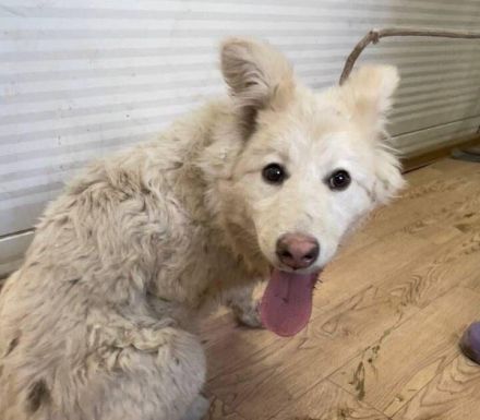 Über Juka junge, katzenverträgliche Mischlingshündin