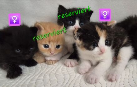 Abgabebereit - Wunderschöne Bkh Kitten Babykatzen