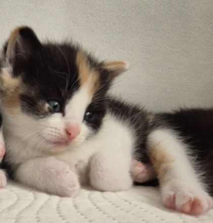 Abgabebereit - Wunderschöne Bkh Kitten Babykatzen