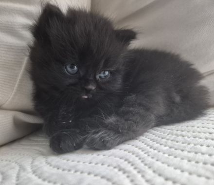 Bkh Kitten- ab sofort reservierbar ❤️ Britisch Kurzhaar Babykatzen