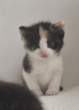 Bkh Kitten- ab sofort reservierbar ❤️ Britisch Kurzhaar Babykatzen