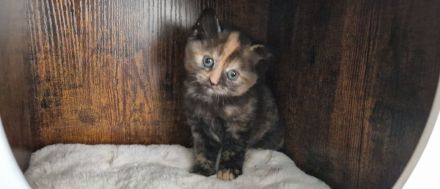 Bkh Kitten !!Abgabebereit!! Britisch Kurzhaar Babykatzen