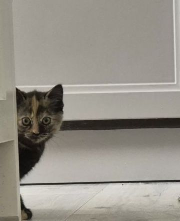 Bkh Kitten !!Abgabebereit!! Britisch Kurzhaar Babykatzen