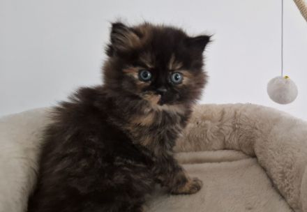Bkh Kitten !!Abgabebereit!! Britisch Kurzhaar Babykatzen