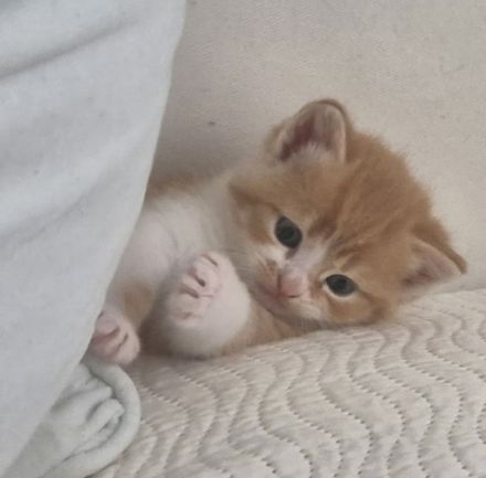 Bkh Kitten- ab sofort reservierbar ❤️ Britisch Kurzhaar Babykatzen